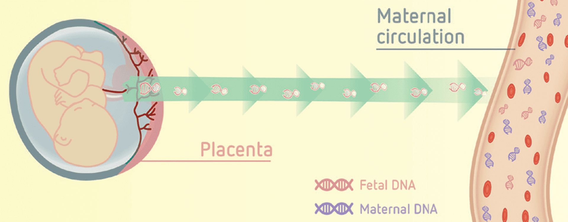 Biological background​ for Harmony Test